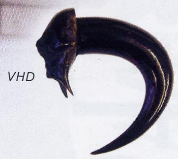 Vampire Horn of Death