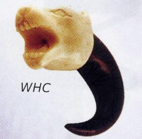 Wolf Head Claw