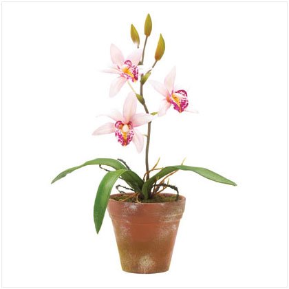 10" Potted Pink Orchids