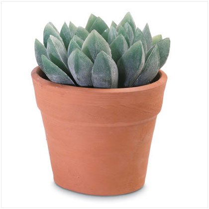 Decorative Aloe Vera
