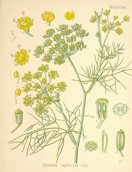 HERB SEEDS Fennel Foeniculum vulgare California Grown