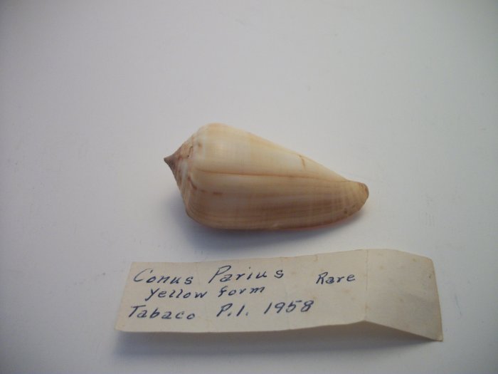 Conus Parius