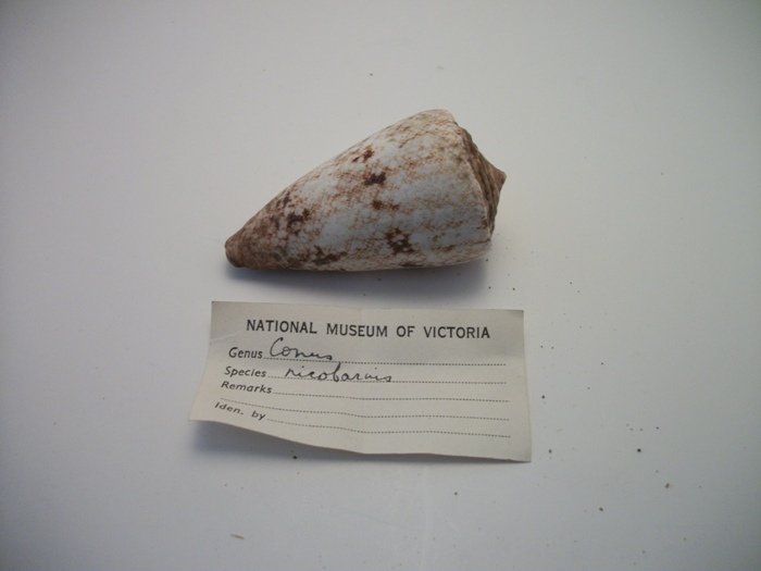 Conus Ricofarius