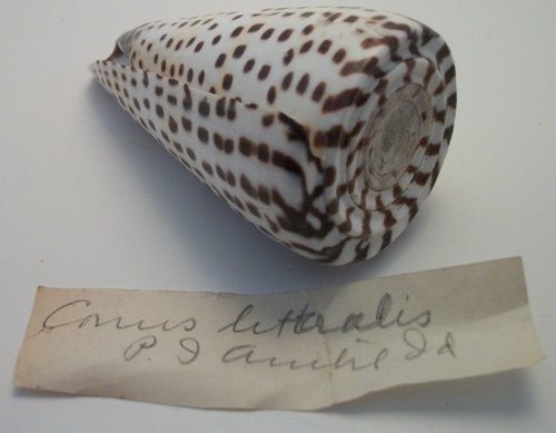 Conus Litteralis
