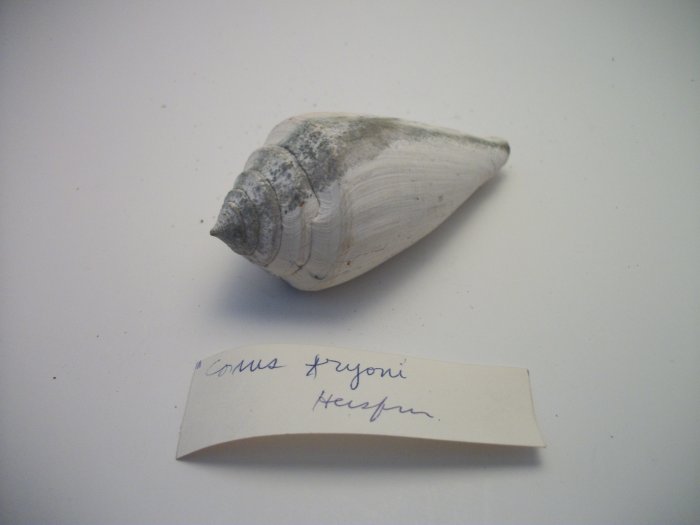 Conus Faroni