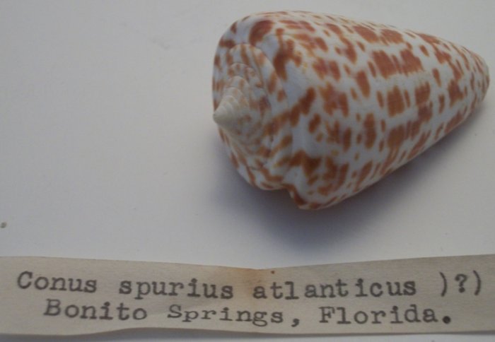 Conus Spurius Atlanticus