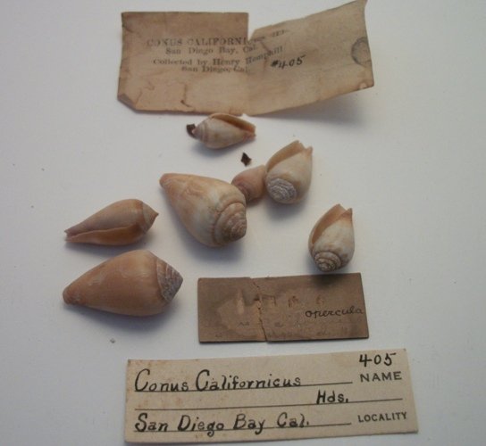 Conus Californicus Hds