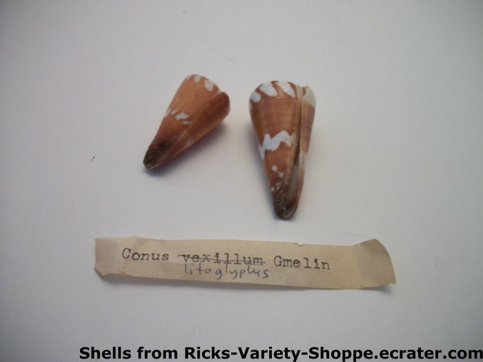 Conus Litoglyplus Gmelin