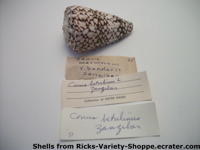 Conus Betulimus Zanzibar