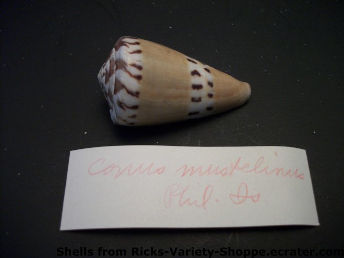 Conus Mustelinus
