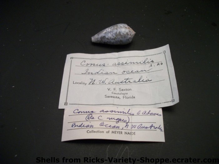 Conus Assimilis