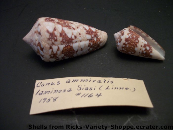 Conus Ammiralis