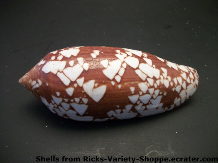 Conus Ammiralis