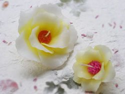 Floating candle / Cereus
