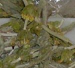 Mountain Tea