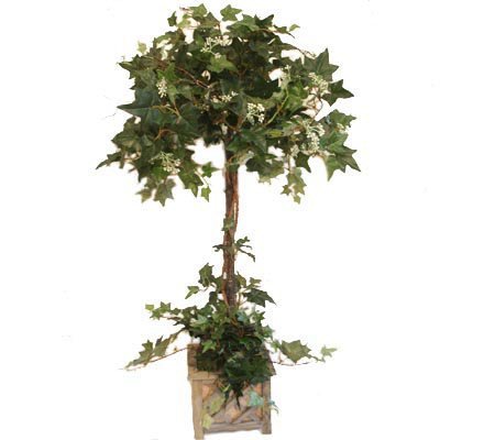 Grande Ivy Topiary