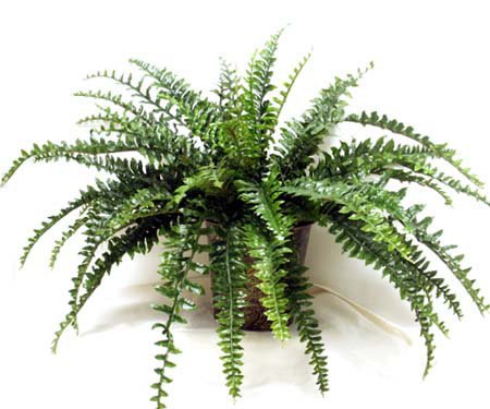 Large Fern in Embossed Planter