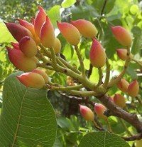 20 PISTACcIO SEEDS