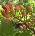 20 PISTACcHIO SEEDS PISTACIA VERA