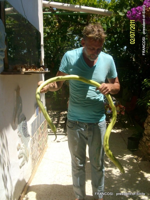 SICILIAN SNAKE -- seeds- 25 SEEDS -- pp FREE