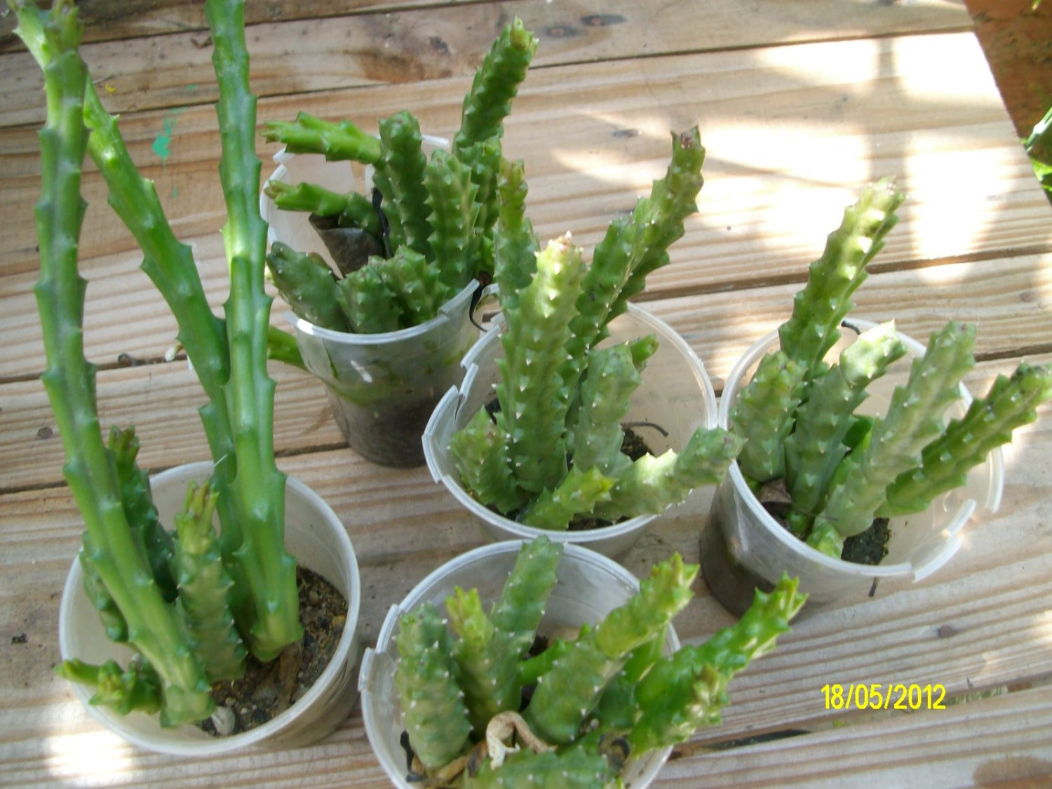 stapelia starfish cactus rooted plant . pp Free