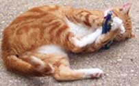 Hot Cat Catnip Toy