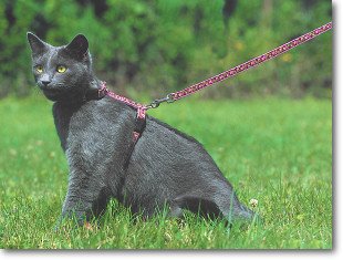 Leash Training A Cat