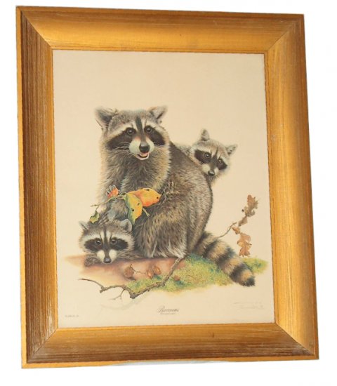 Jim Oliver wildlife print "Raccoons"