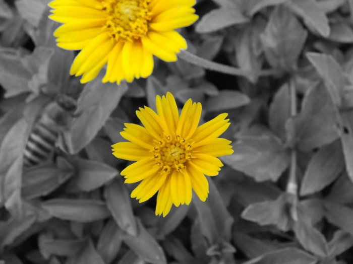 desktop flower picture,digital art photo Computer