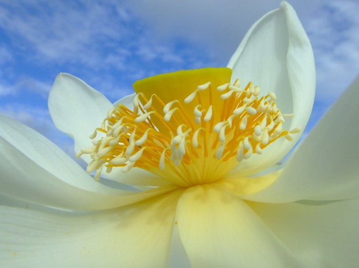 desktop flower picture,digital art photo COMPUTER Free Shipping