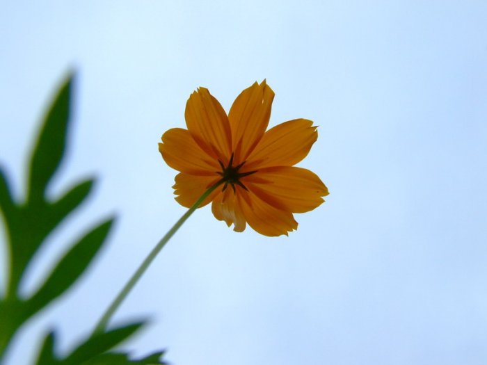 desktop flower picture,digital art photo COMPUTER Free Shipping