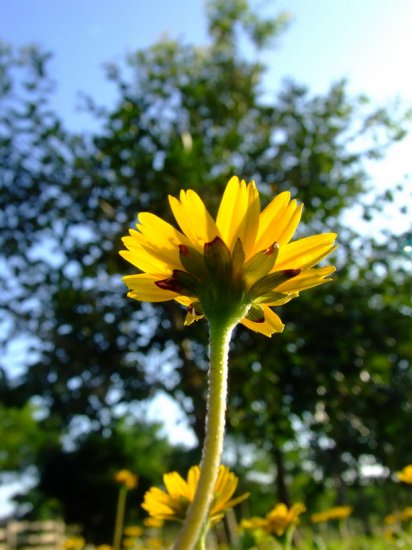 desktop Flower picture,digital art photo COMPUTER Free Shipping