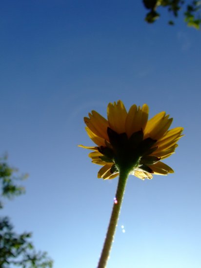 desktop Flower picture,digital art photo COMPUTER Free Shipping
