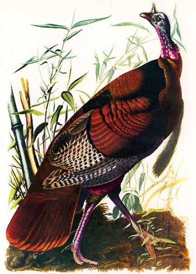 John James Audubon Wild Turkey Beautiful Art Print