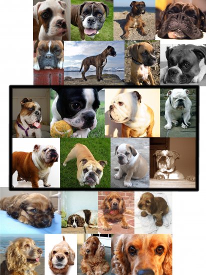 Choose DOG Boxer BuLLdog CoCKeR sPaniel MAGNET