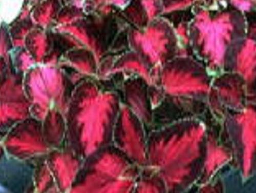 COLEUS SCARLET PONCHO amazing foliage shade 50 seeds