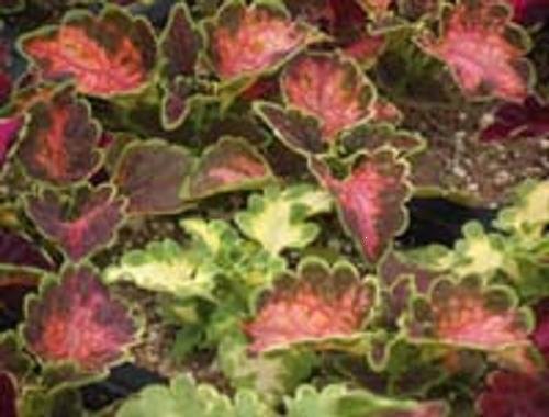COLEUS CAREFREE MIX colorful shade plant 50 seeds
