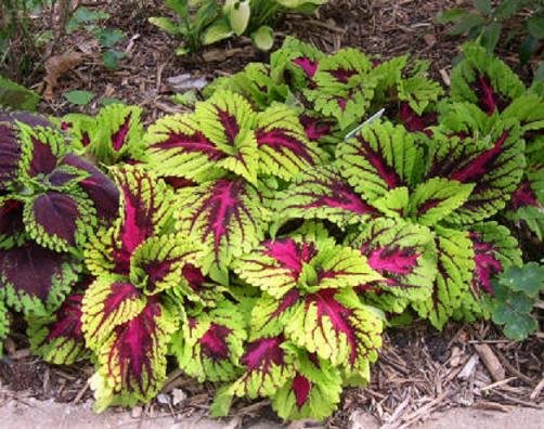 Coleus Wizard rose shade, basket, house plant 500 seeds