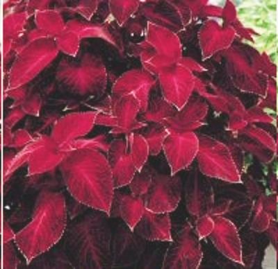 COLEUS WIZARD VELVET RED shade, house plant 50 seeds
