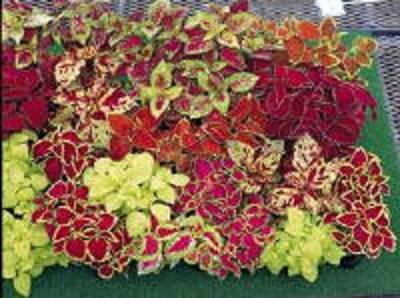 Dwarf COLEUS FAIRWAY MIX ground cover 50 seeds
