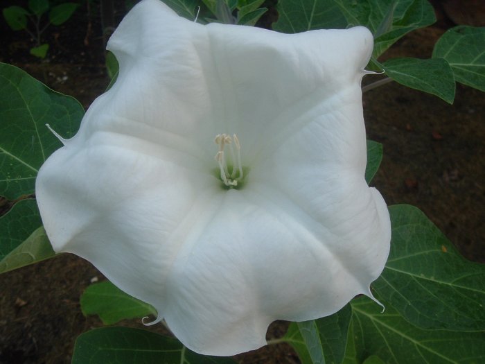 BULK - DATURA BELLE BLANCHE white devil's trumpet 100 seeds