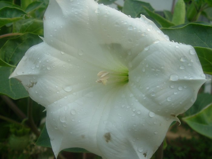 DATURA BELLE BLANCHE white devil's trumpet 10 seeds