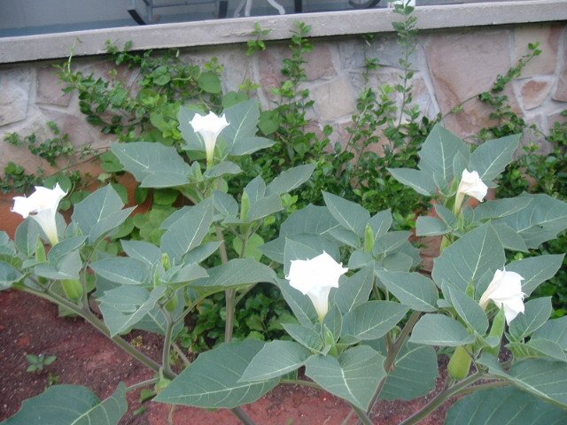 DATURA INOXIA white devil's trumpet 10 seeds