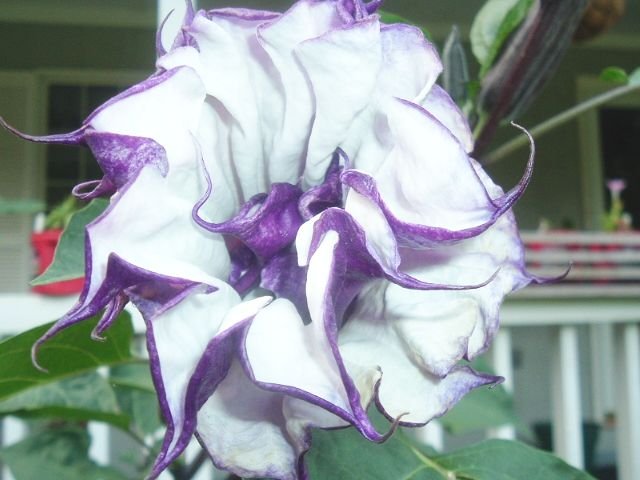 DATURA METEL triple purple Devil's trumpet 20 seeds