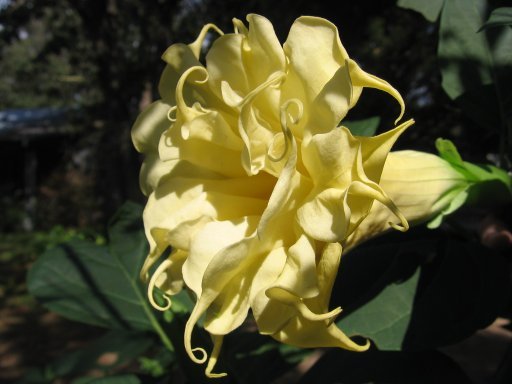 BULK - DATURA METEL triple yellow Devil's trumpet 100 seeds