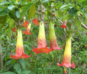 BRUGMANSIA SANGUINEA red angel's trumpet 10 seeds