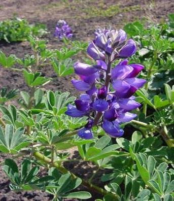 Arroya Lupine Lupinus succulentus 20 seeds