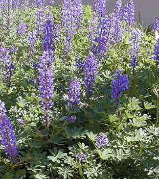 BULK Arroya Lupine Lupinus succulentus 100 seeds
