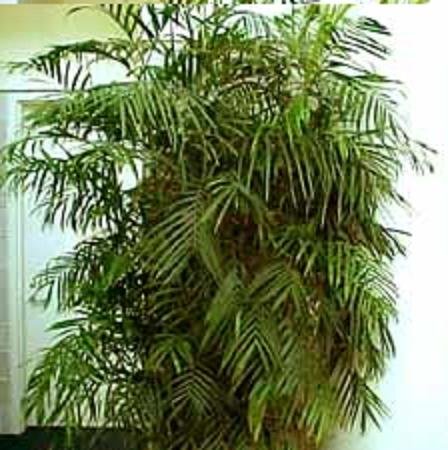 BAMBOO PALM CHAMAEDOREA SEIFRITZII 10 seeds