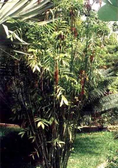 BULK - BAMBOO PALM CHAMAEDOREA SEIFRiTZII 100 seeds